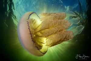 Barrel jellyfish, Zeeland, the Netherlands. by Filip Staes 